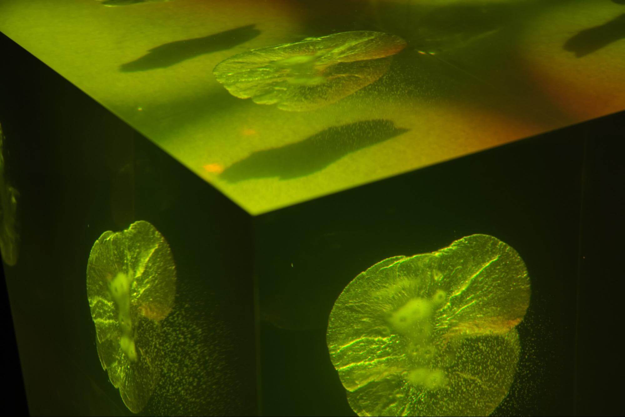 Anish Kapoor, Space as an object (fragment)