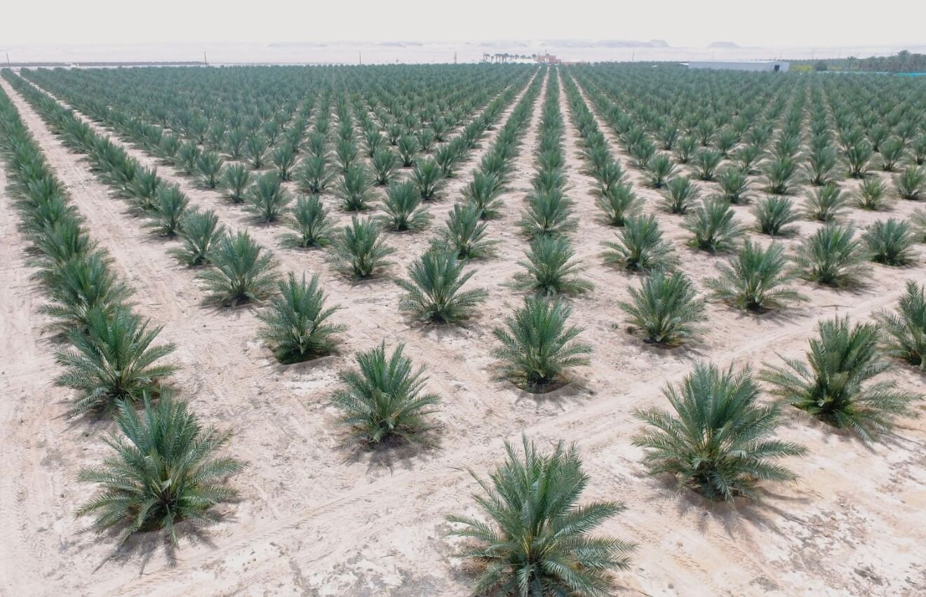 Date Palm Plantations and Regional Agriculture